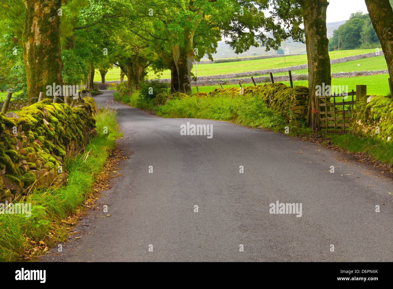 Strada di campagna, Yorkshire Dales National Park, il Yorkshire, Inghilterra, Regno Unito, Europa Foto Stock