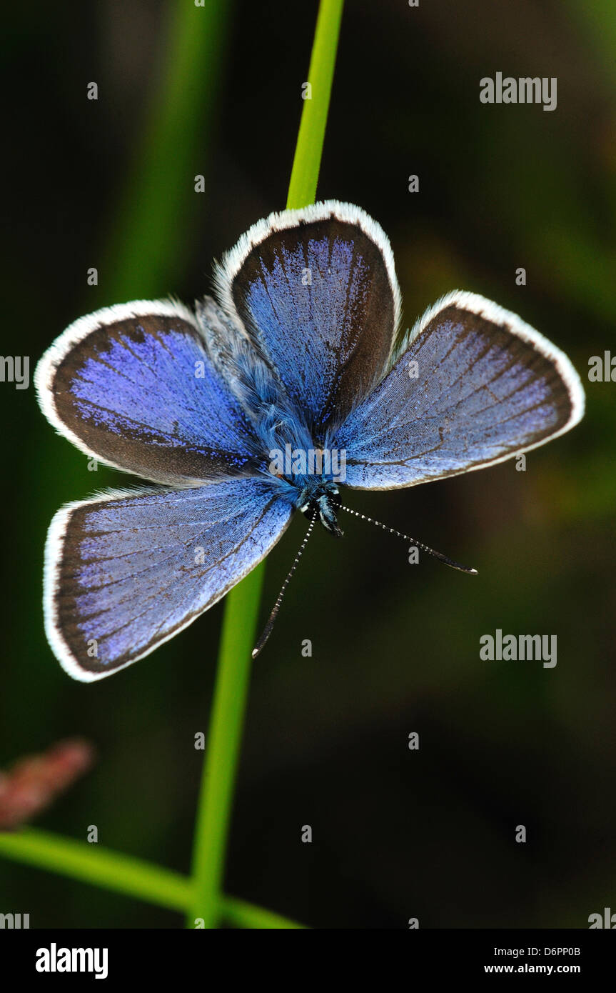 Un argento-costellata blue butterfly su un sottile stelo di erba Foto Stock