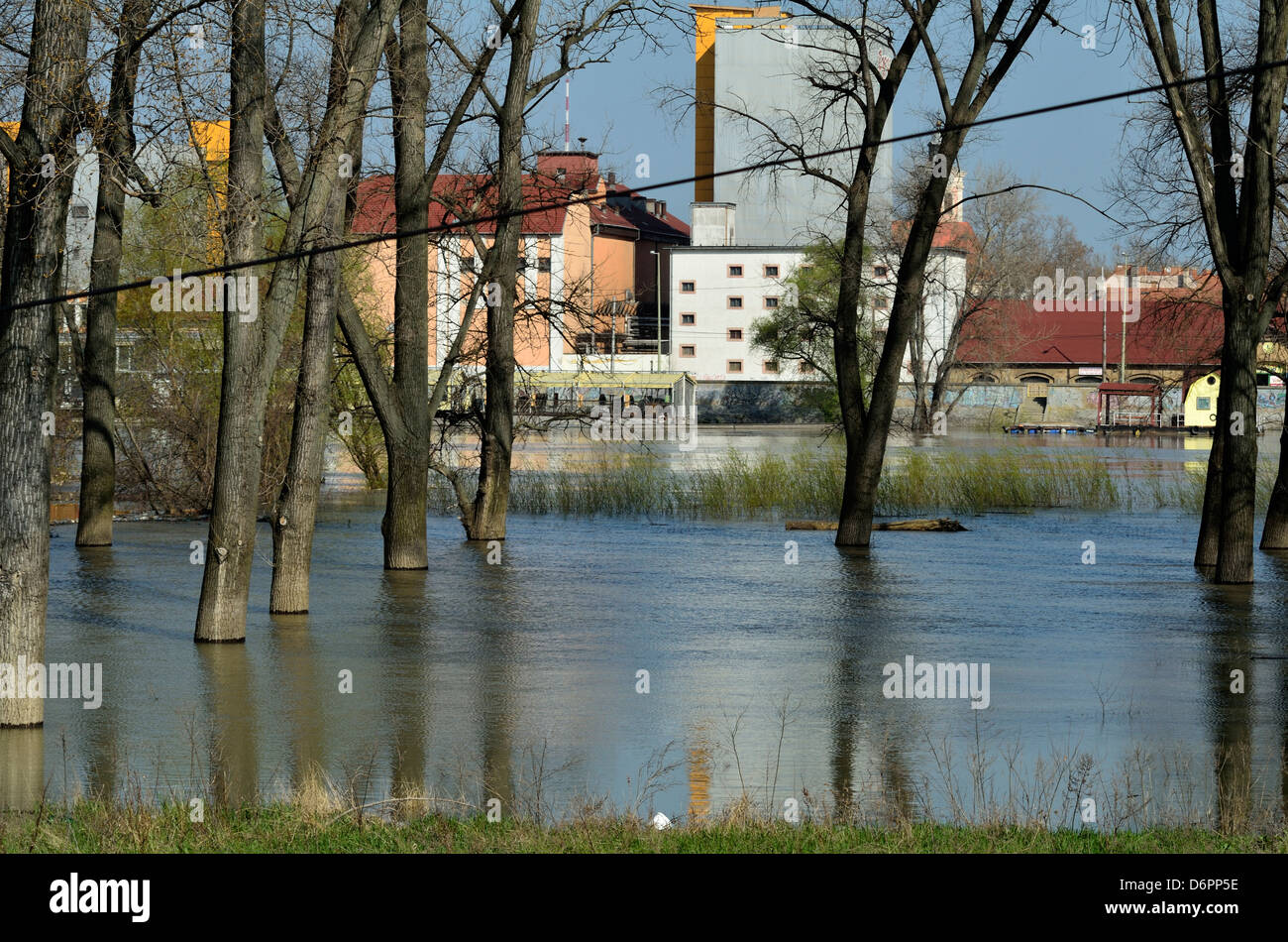 Le inondazioni del fiume Tisza a Szeged Ungheria Paesi CEE alberi in flusso di acqua di inondazione Foto Stock
