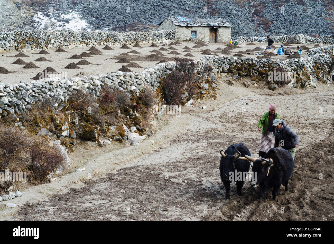 Asia, Nepal, Himalaya, Parco Nazionale di Sagarmatha, Solu Khumbu Everest Regione, Unesco, gli agricoltori locali Foto Stock