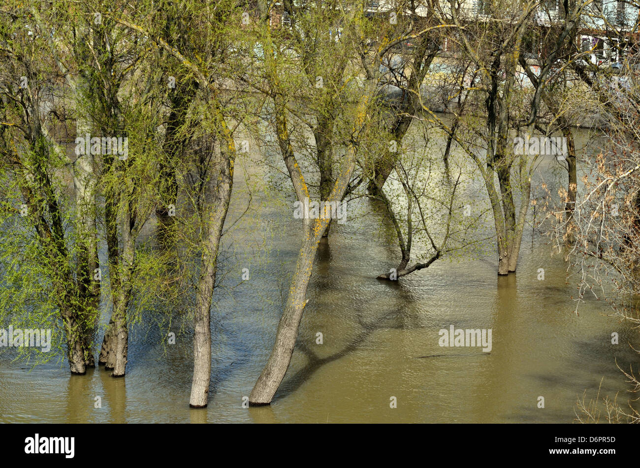 Le inondazioni del fiume Tisza a Szeged Ungheria Paesi CEE alberi in flusso di acqua di inondazione Foto Stock