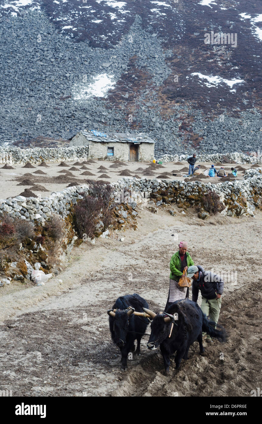 Asia, Nepal, Himalaya, Parco Nazionale di Sagarmatha, Solu Khumbu Everest Regione, Unesco, gli agricoltori locali Foto Stock
