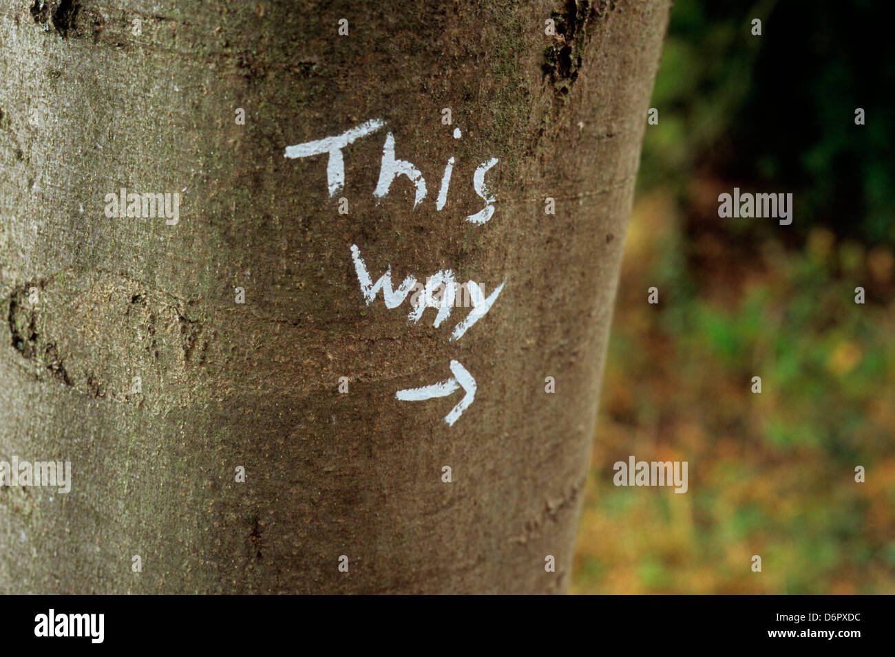 Tronco di albero di cenere comune con indicando in questo modo con la freccia segno, Nottinghamshire, Inghilterra Foto Stock