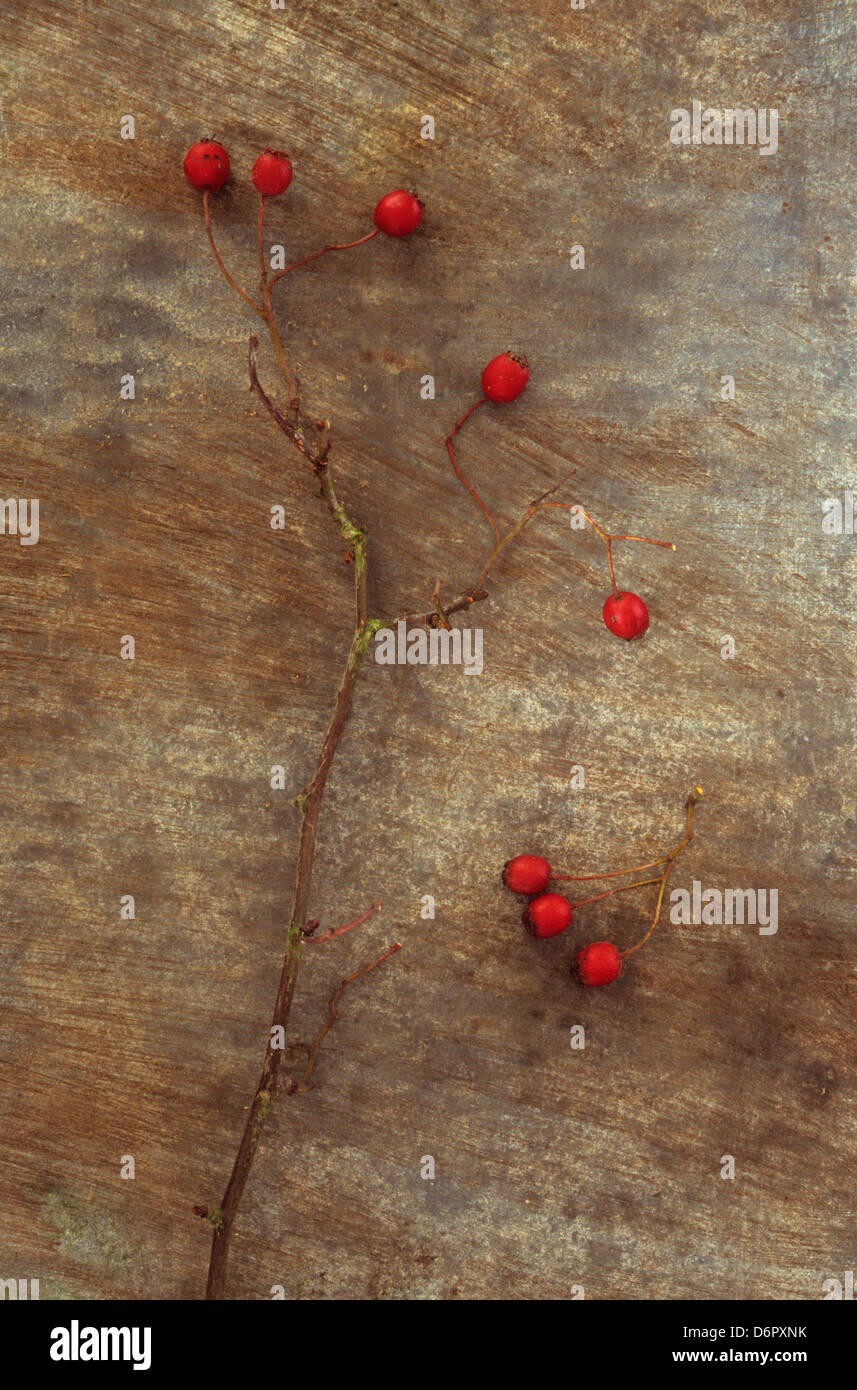 Close-up di un gambo di biancospino (Crataegus monogyna) con bacche rosse sul foglio di metallo Foto Stock
