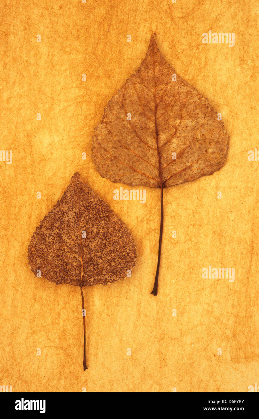 In prossimità dei due chiazzato marrone e bianco Foglie di autunno di pioppo nero (Populus nigr) giacenti sullo sfondo irregolare Foto Stock