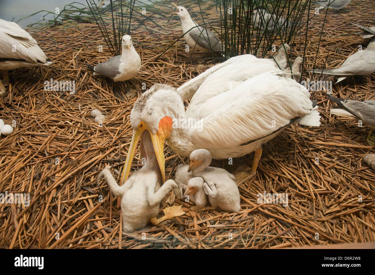 Western Marsh uccelli nella sala degli uccelli, il Museo Americano di Storia Naturale a New York STATI UNITI D'AMERICA Foto Stock