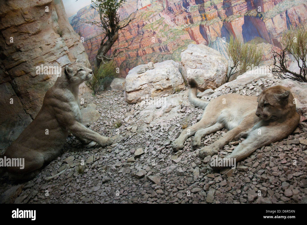 Cougars nella famiglia Bernard Hall of American mammiferi, il Museo Americano di Storia Naturale a New York STATI UNITI D'AMERICA Foto Stock