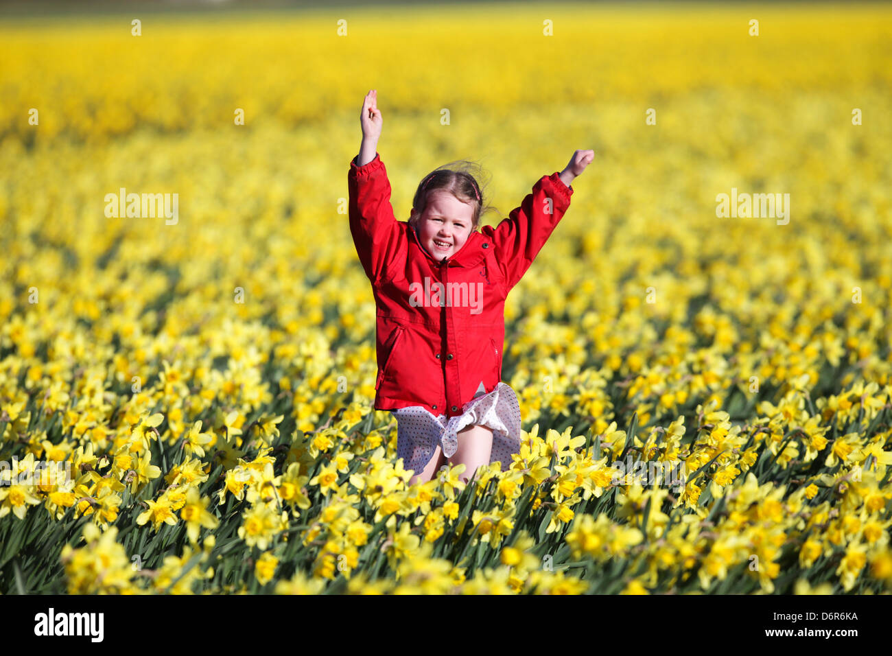 DAISY SPEARS,4, in un campo di narcisi in una fattoria vicino a SPALDING, LINCS,Giovedì 18 Aprile 2013,prima che essi sono lasciati a marcire Foto Stock