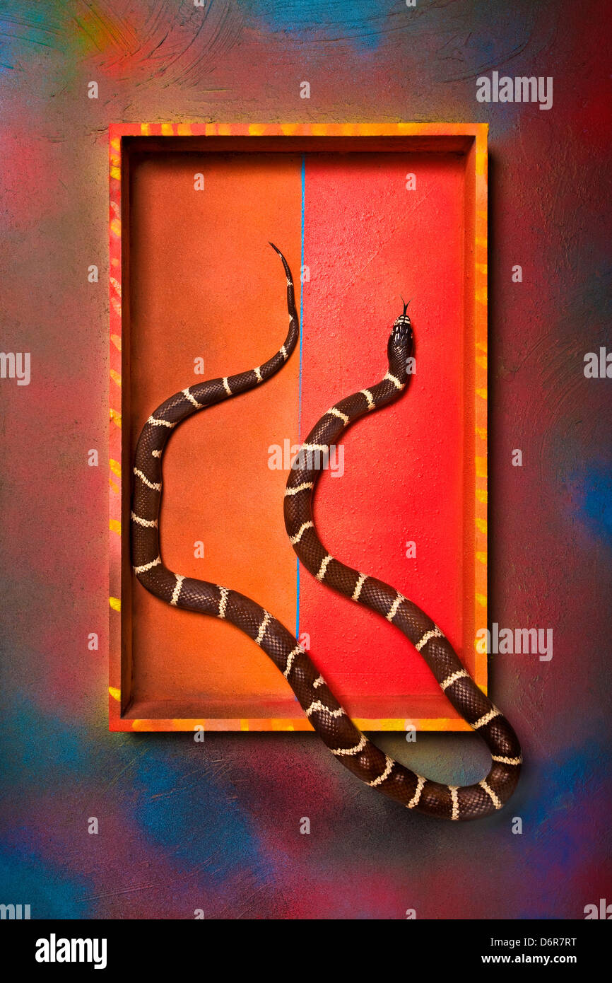 "In box" serpente #2 Foto Stock