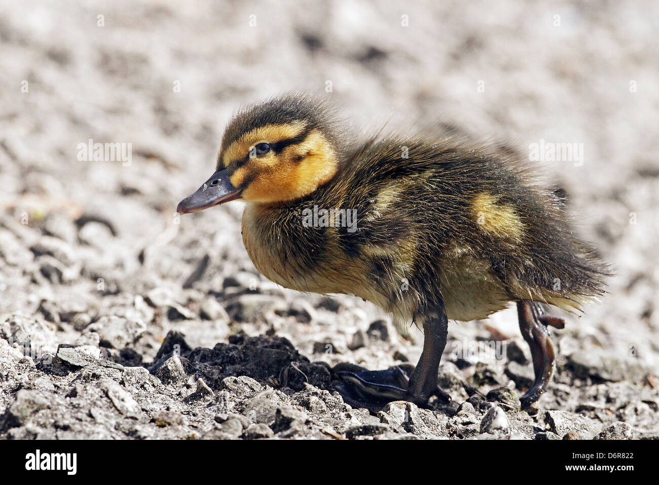 Un ritratto di un giovanissimo anatroccolo il germano reale (Anas platyrhynchos). Foto Stock