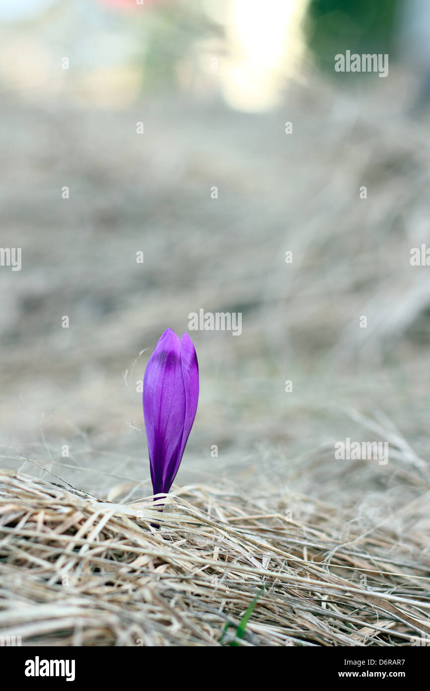 Dettaglio di un viola fiore di primavera - crocus sativus Foto Stock