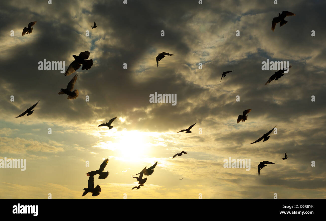 Uccelli in cielo. Elemento di design. Foto Stock
