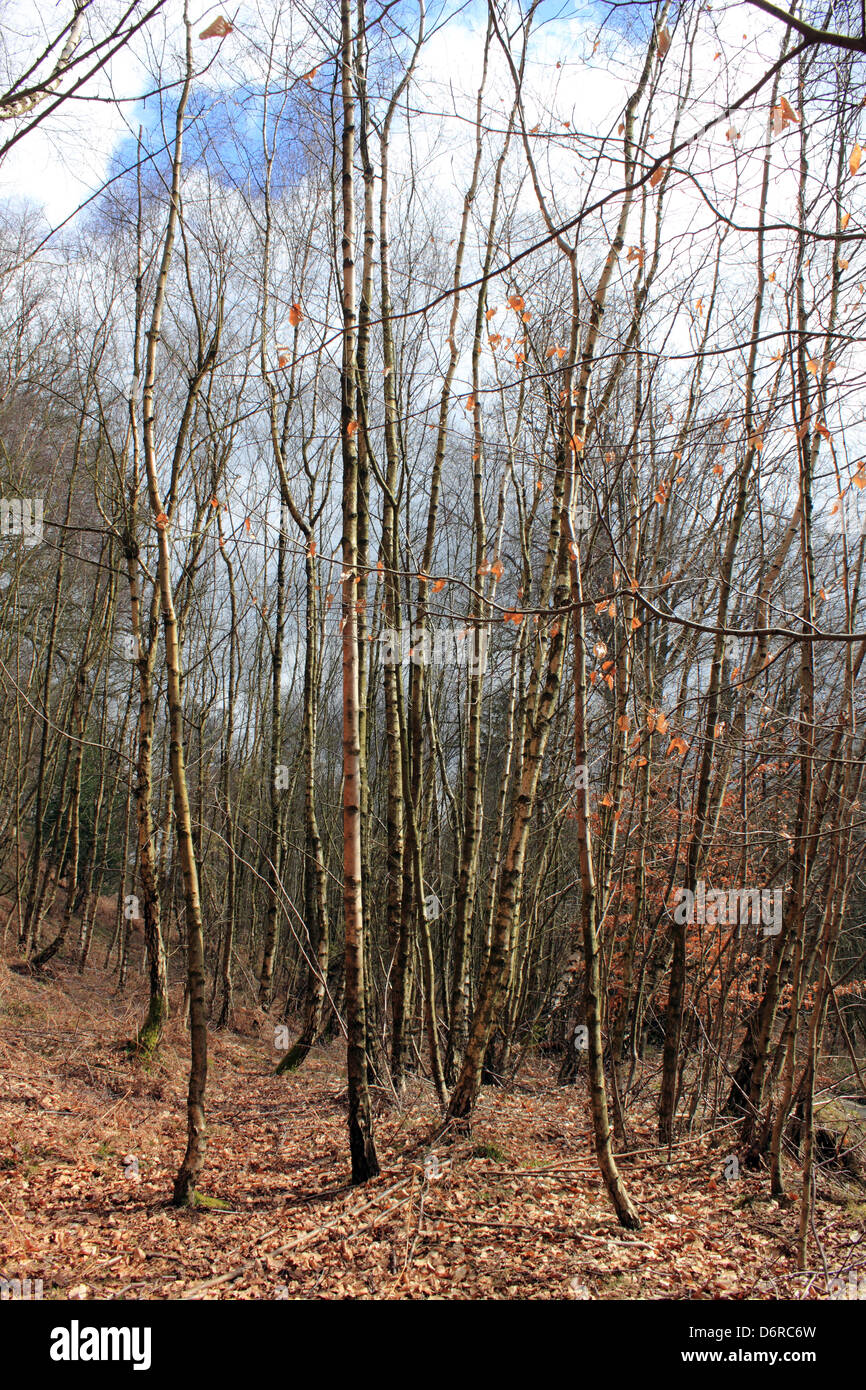 Nastro di bosco di betulle a Coldharbor Surrey in Inghilterra REGNO UNITO Foto Stock