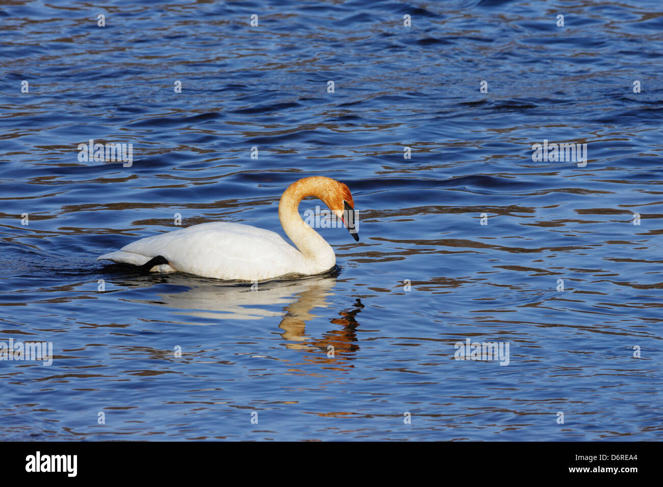 Trumpeter Swan galleggiante sul fiume Mississippi Foto Stock