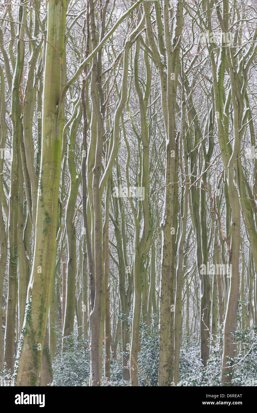 Coperta di neve comuni di faggio (Fagus sylvatica) Foto Stock