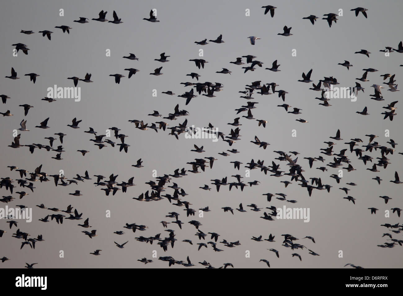 Brant (Branta bernicla hrota), sottospecie atlantica, grande gregge in volo di Jones Beach State Park a Long Island, New York. Foto Stock