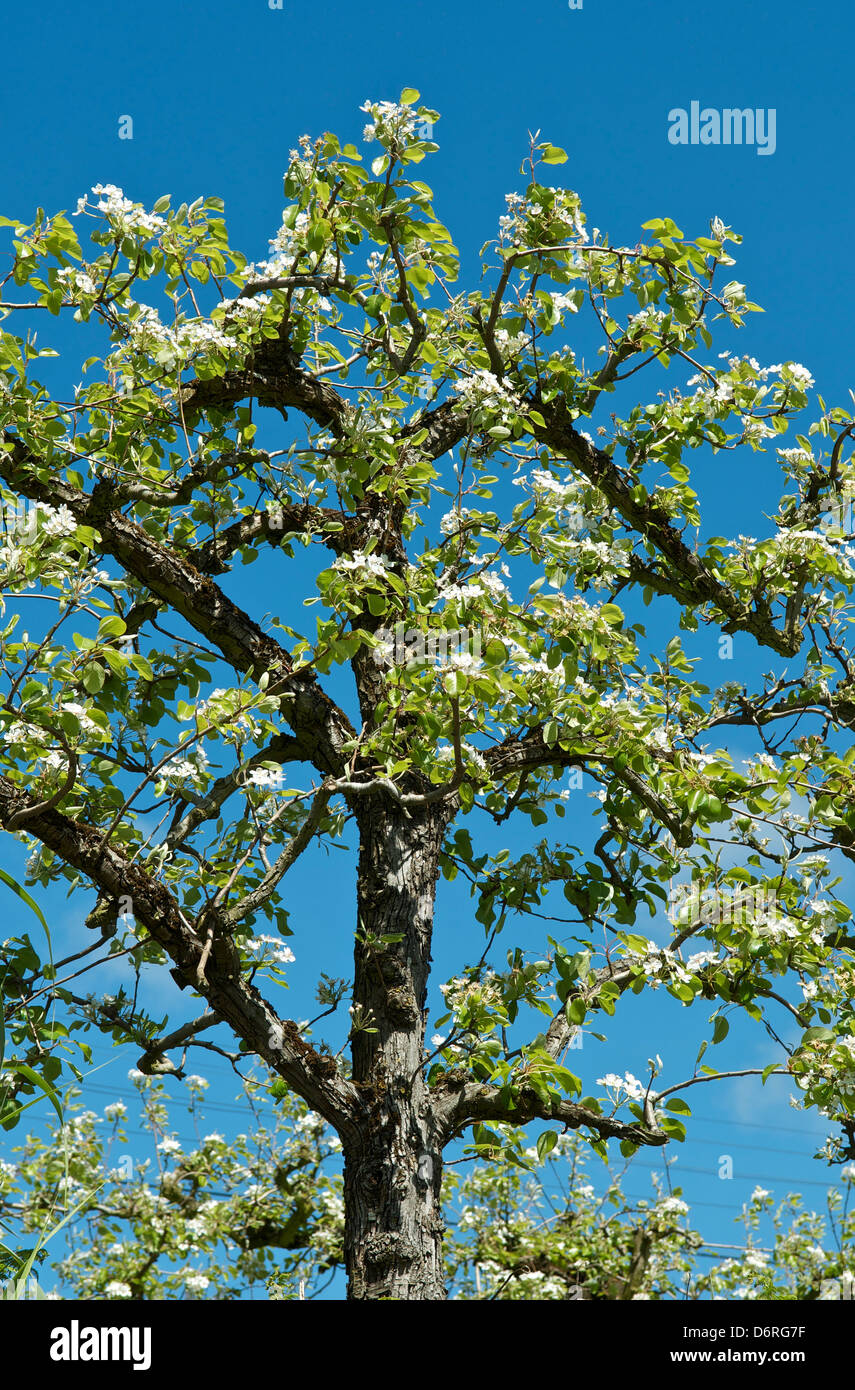 Pear Tree in fiore Foto Stock