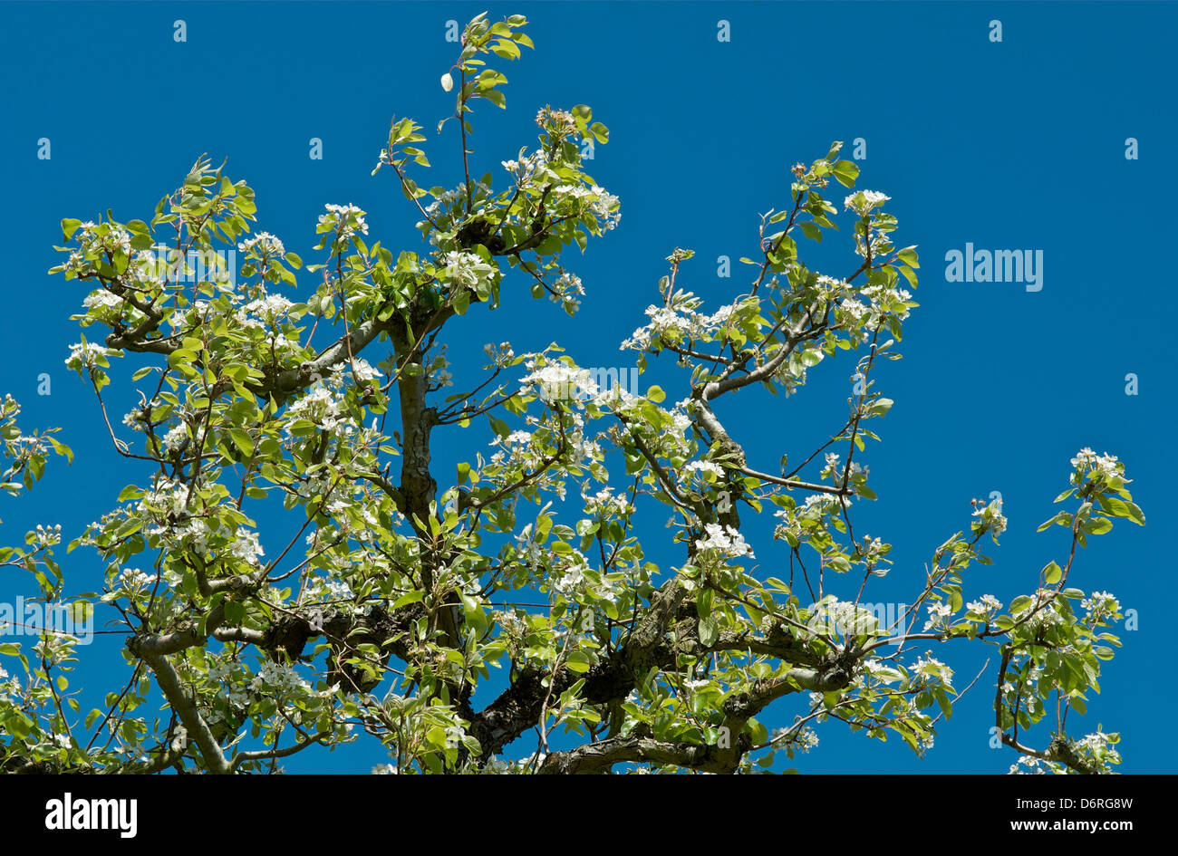 Pear Tree in fiore Foto Stock