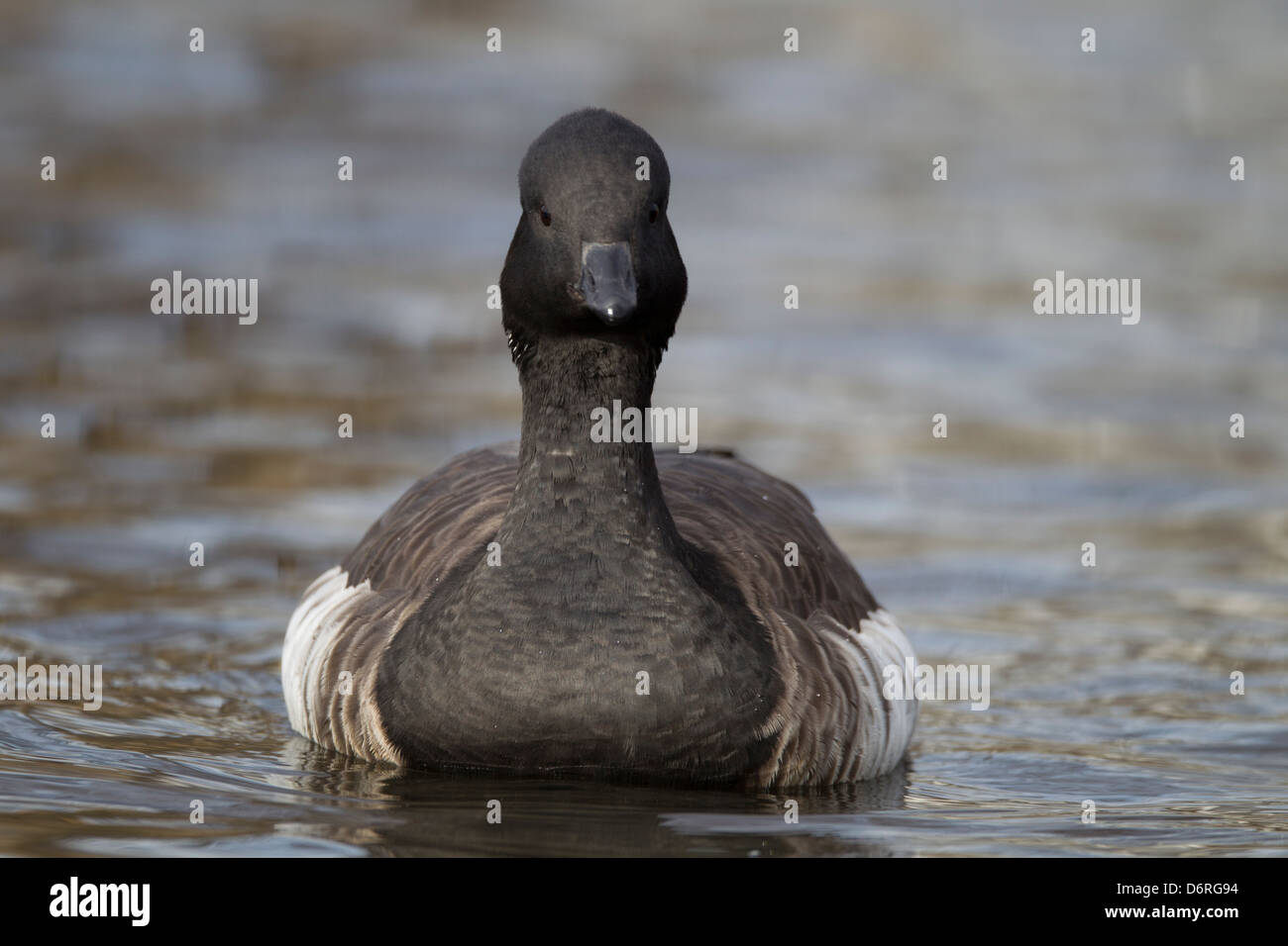 Brant (Branta bernicla hrota), sottospecie atlantica di nuoto in Camman stagno del parco, Merrick, New York. Foto Stock