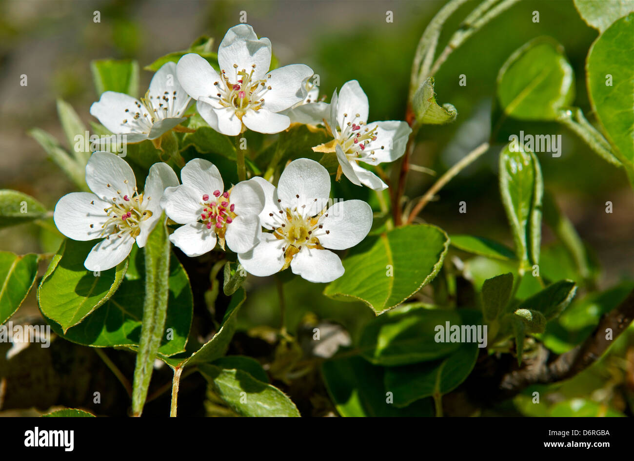 Pear Tree in fiore Foto Stock