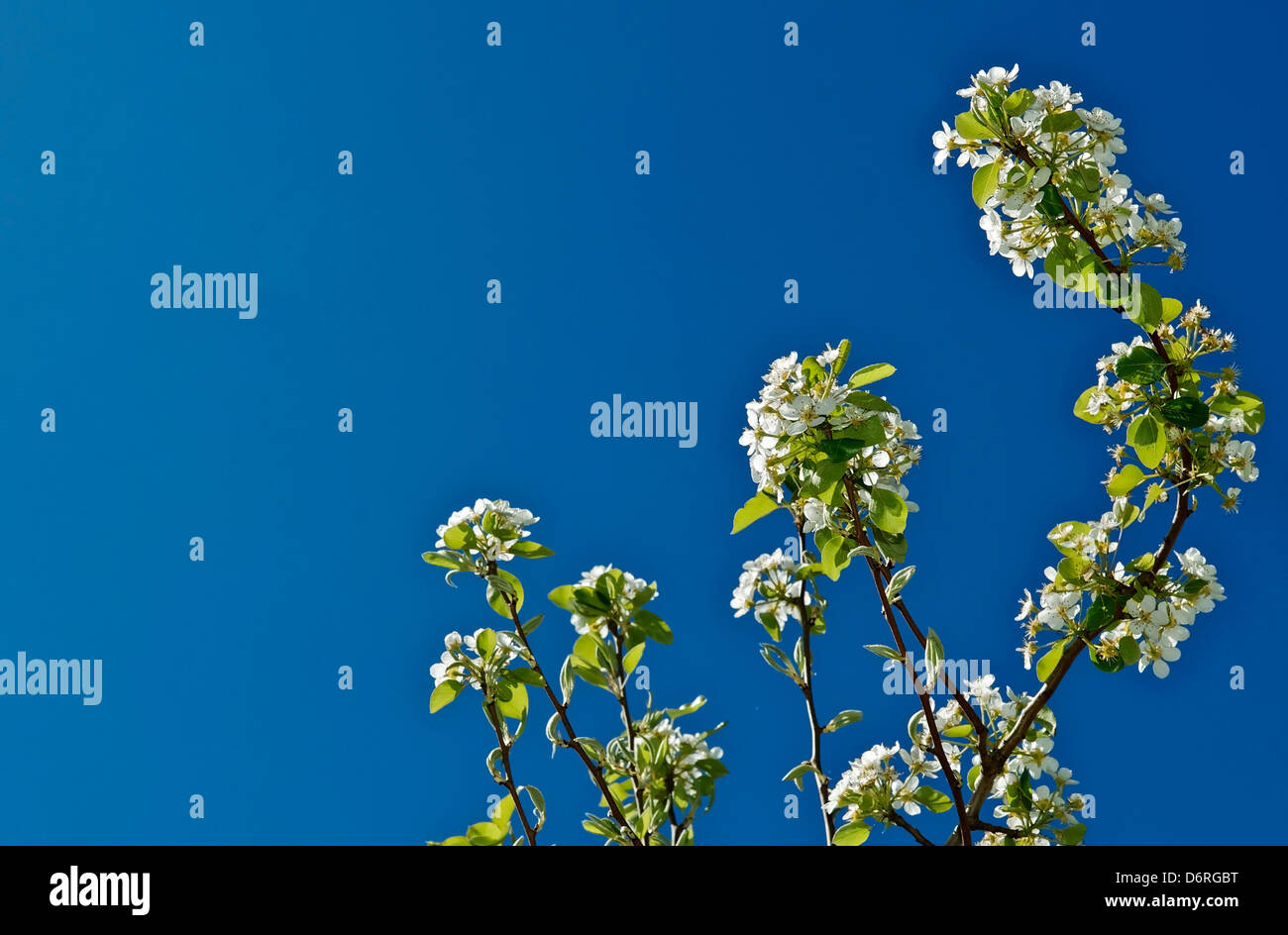 Pear Tree in fiore Foto Stock