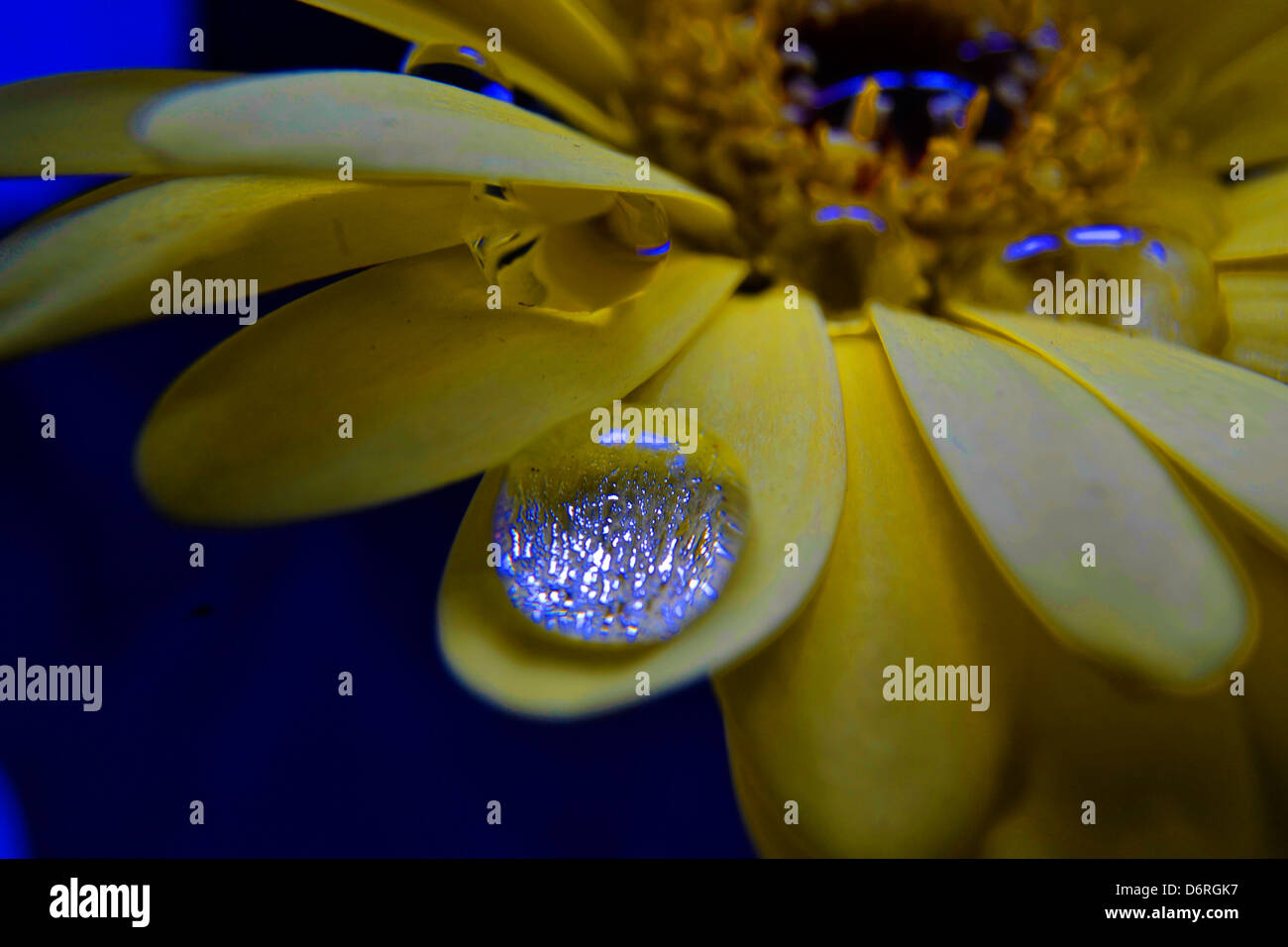 WATERDROP sul petalo di fiore Foto Stock