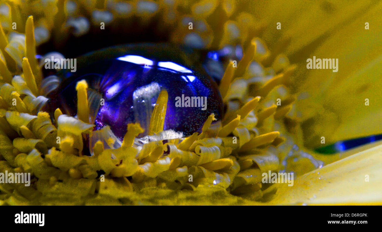 WATERDROP sul petalo di fiore Foto Stock