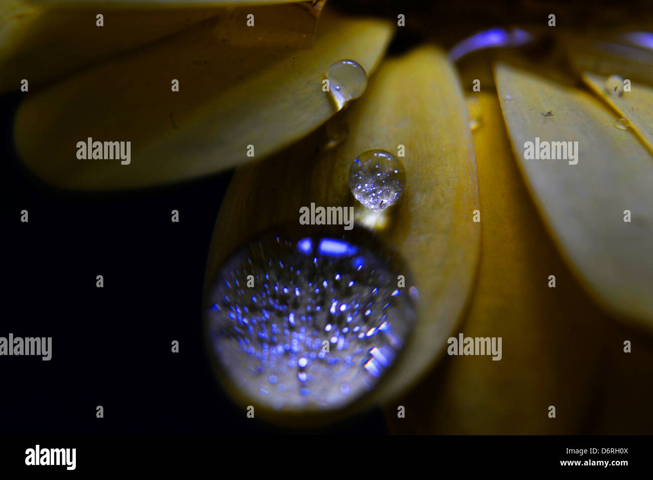 WATERDROP sul petalo di fiore Foto Stock