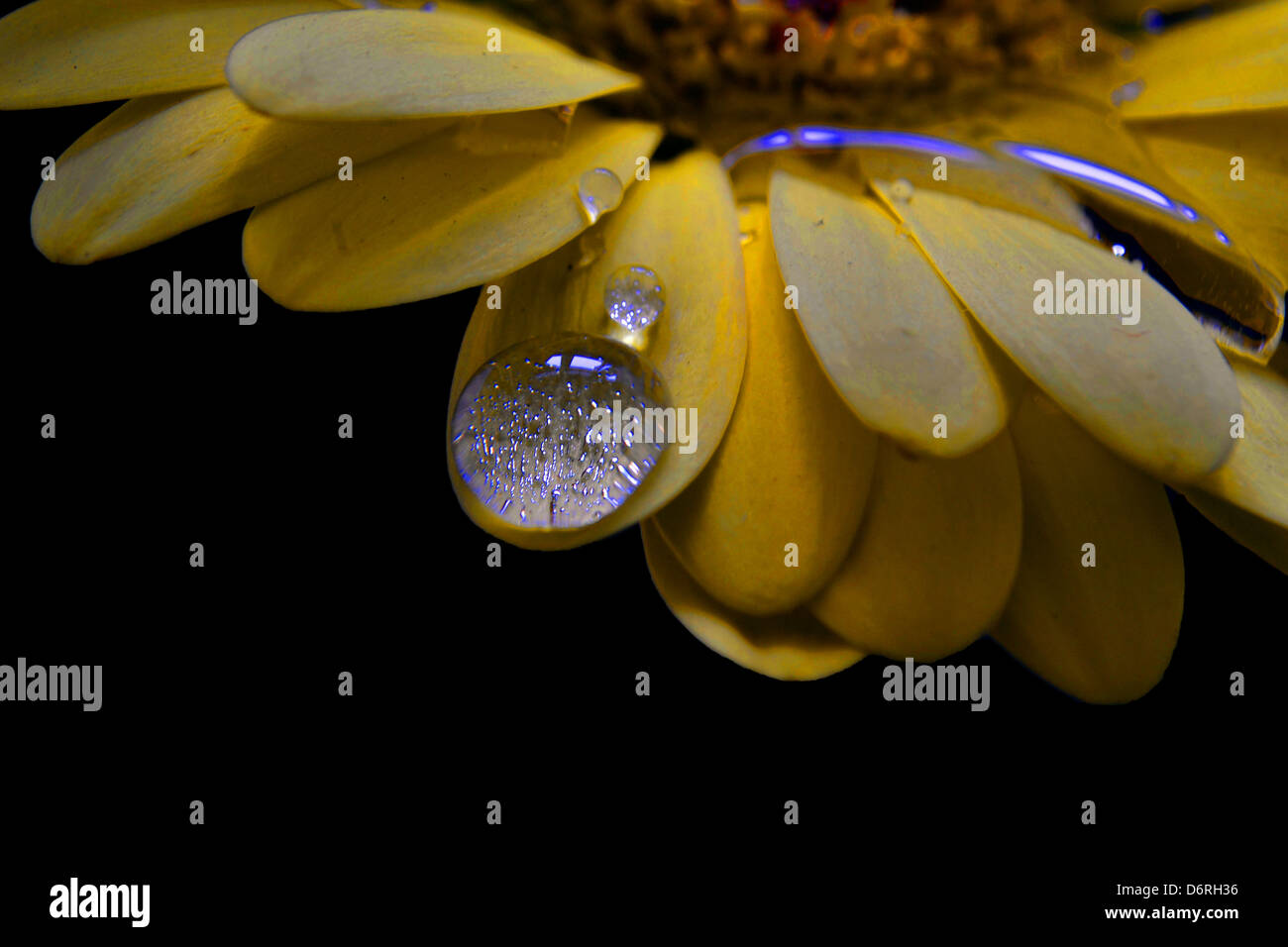 WATERDROP sul petalo di fiore Foto Stock
