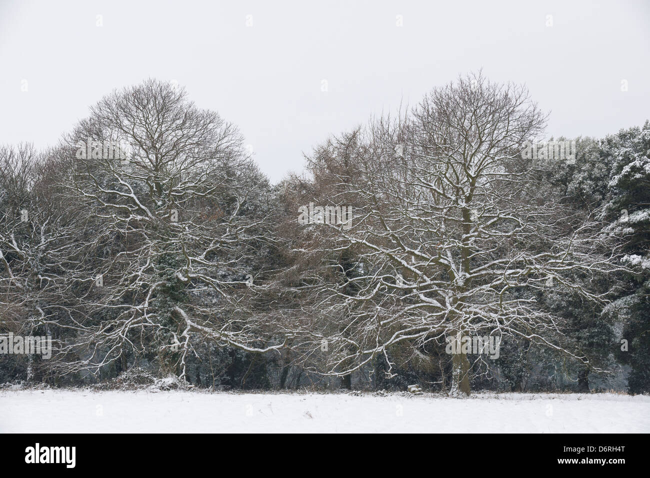 Coperta di neve alberi Foto Stock