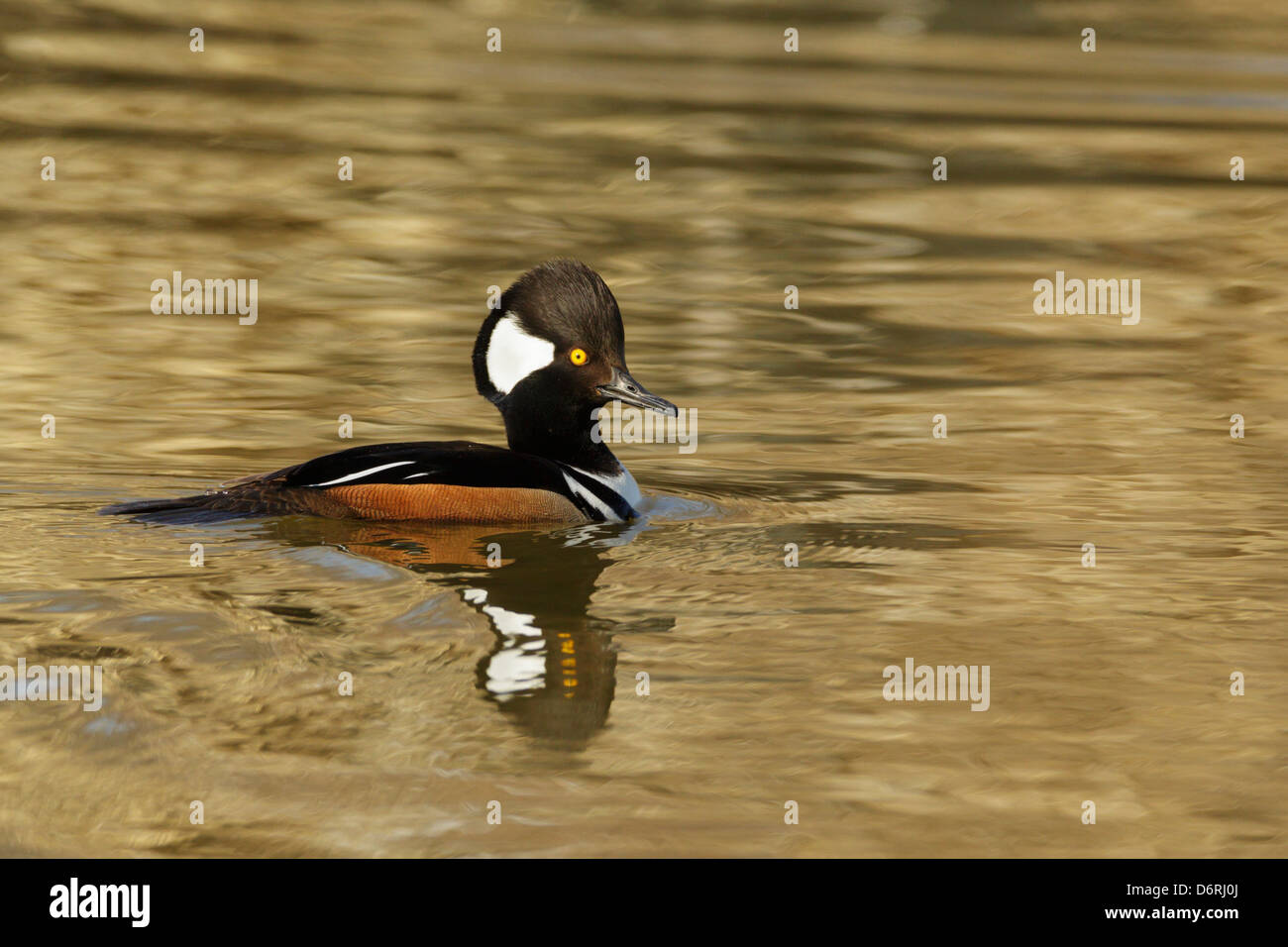 Hooded Merganser - Inizio della primavera in Sherburne National Wildlife Refuge, Minnesota, Stati Uniti d'America. Foto Stock