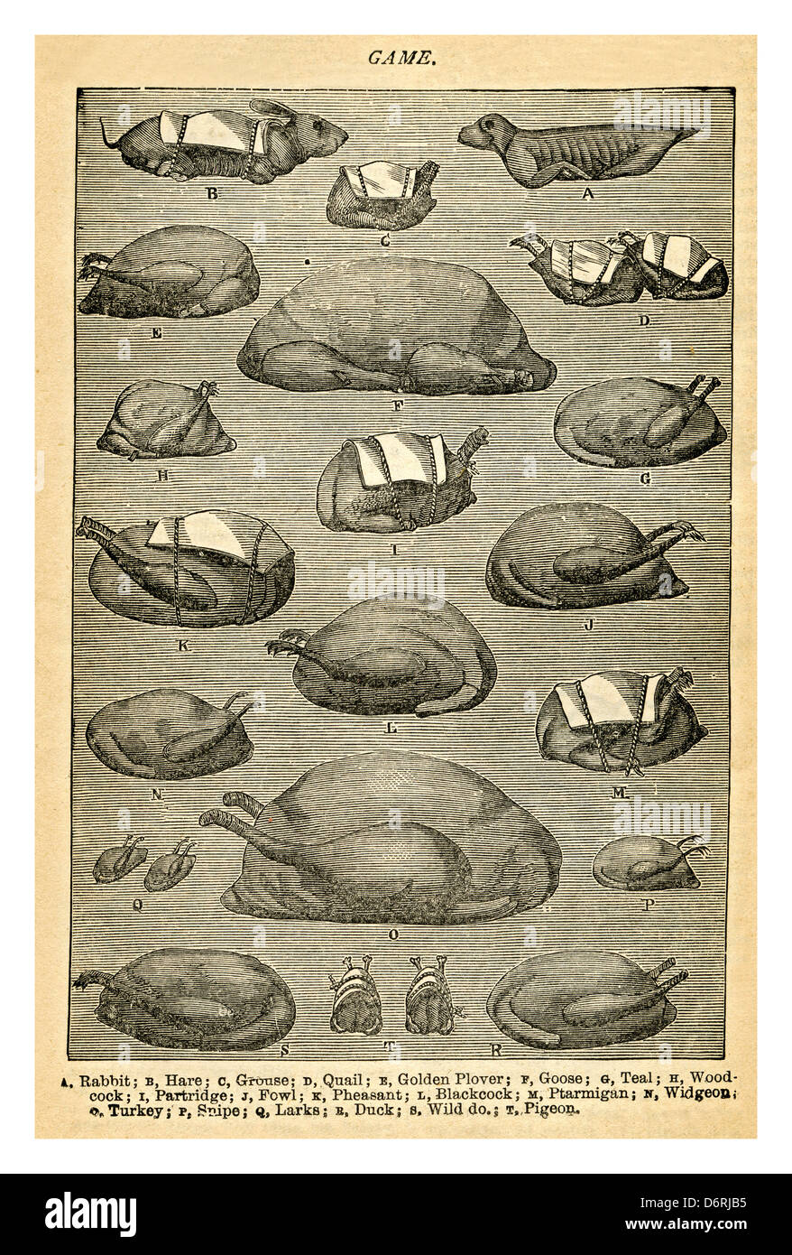 POLLAME SELVAGGINA Mrs Beetons Cookery Book del 1890 illustrazione di un gioco vittoriano tra cui Hare Grouse Quail Pheasant e Ptarmigan Foto Stock