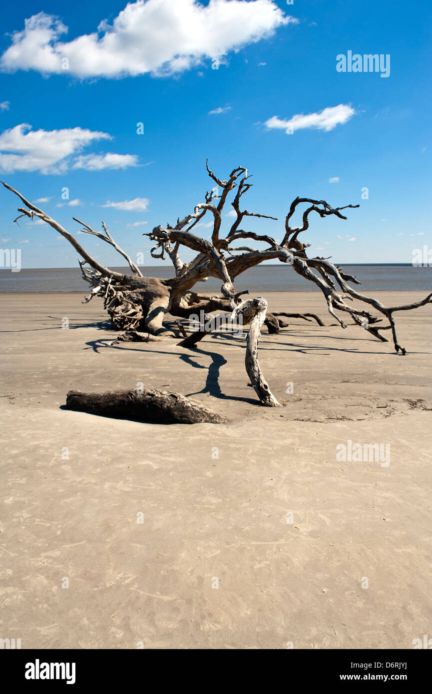 Driftwood Beach, Jekyll Island Georgia, una delle spiagge più isolate d'America. Foto Stock