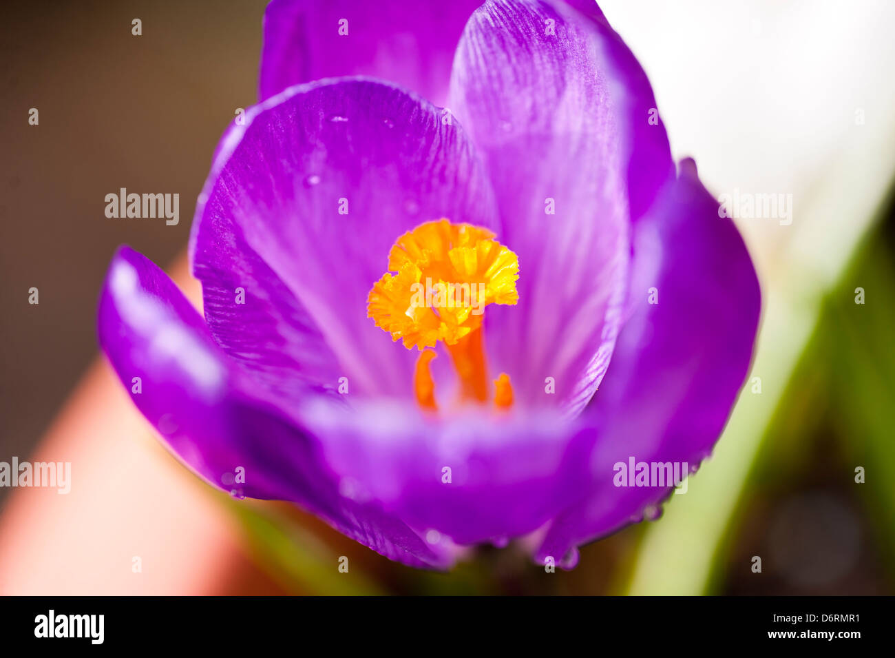 Crocus Amlwch Anglesey North Wales UK Foto Stock