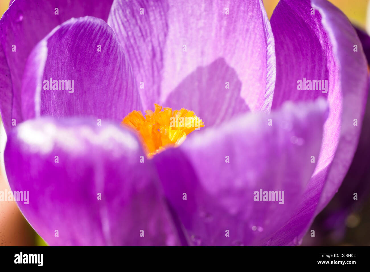 Crocus Amlwch Anglesey North Wales UK Foto Stock