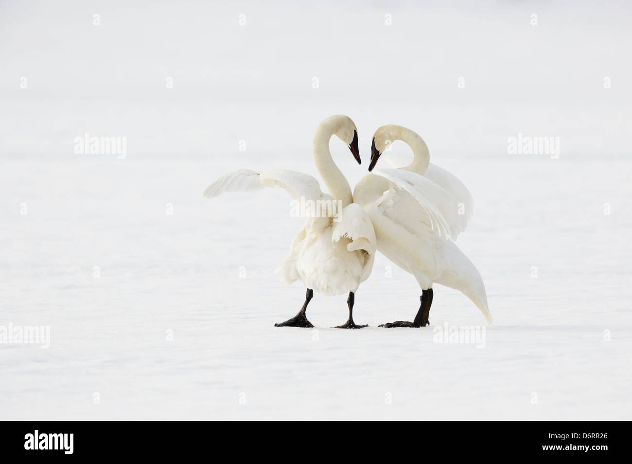 Coppia di trombettieri Swan nella natura selvaggia che interagisce in inverno. Foto Stock