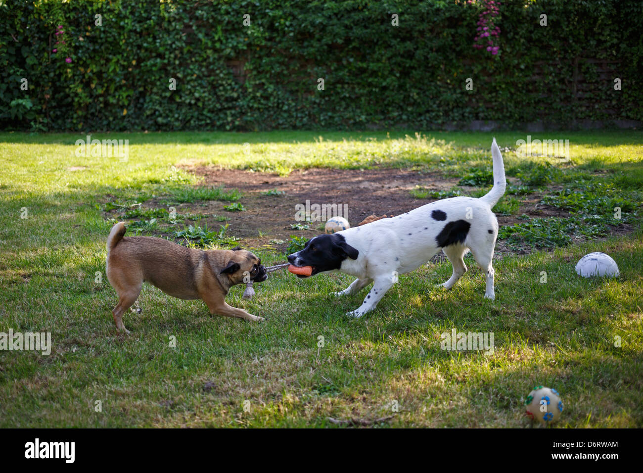 Emden, Germania, due cani giocando in un giardino Foto Stock