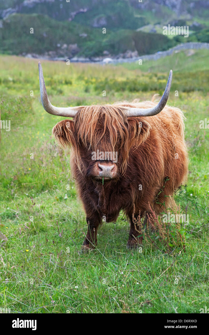Highland bovini provenienti dalla Scozia Foto Stock