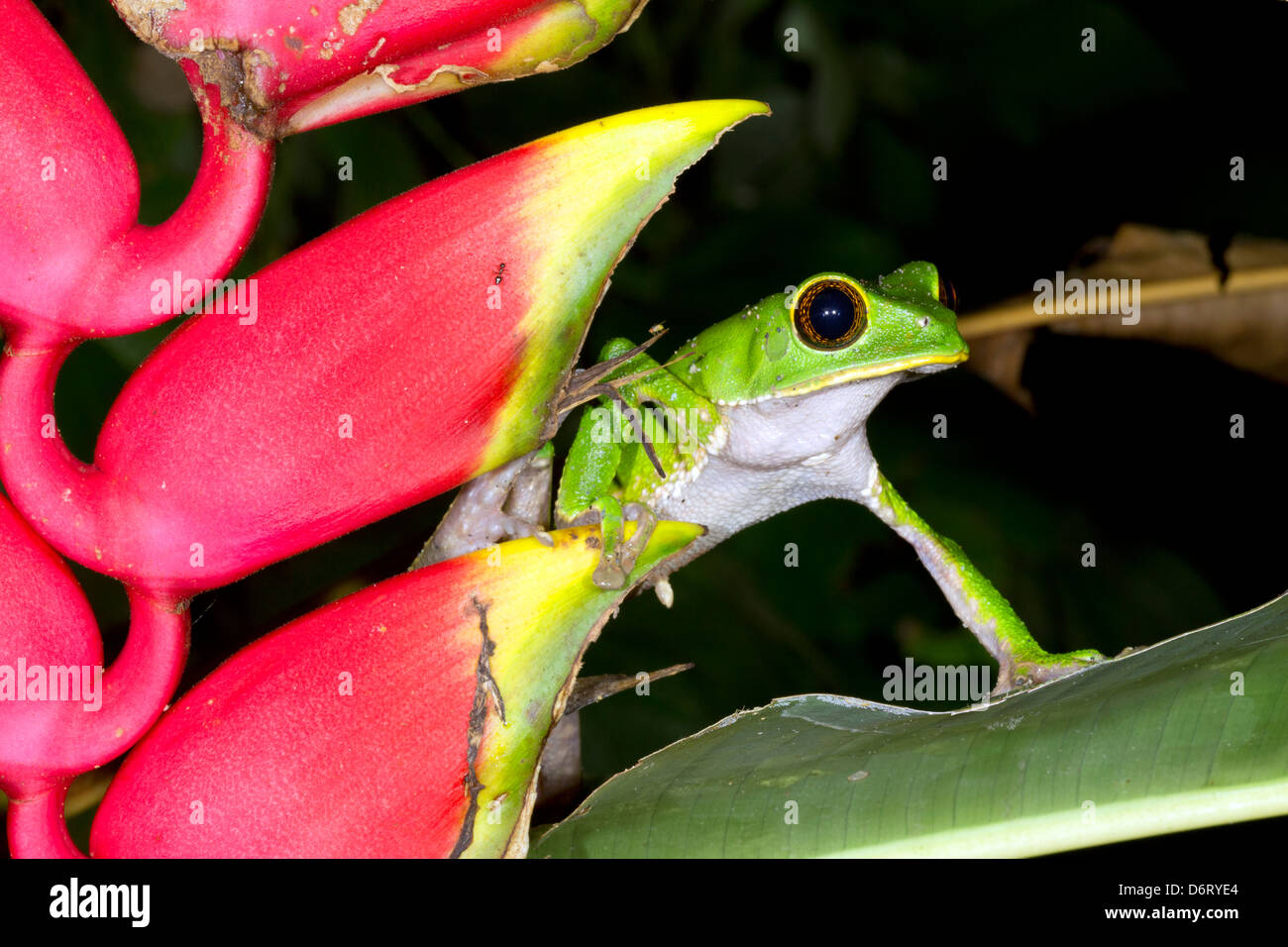 Tarsier scimmia (Rana Phyllomedusa tarsius) accanto a un Heliconia rostrata fiore nel sottobosco della foresta pluviale, Ecuador Foto Stock