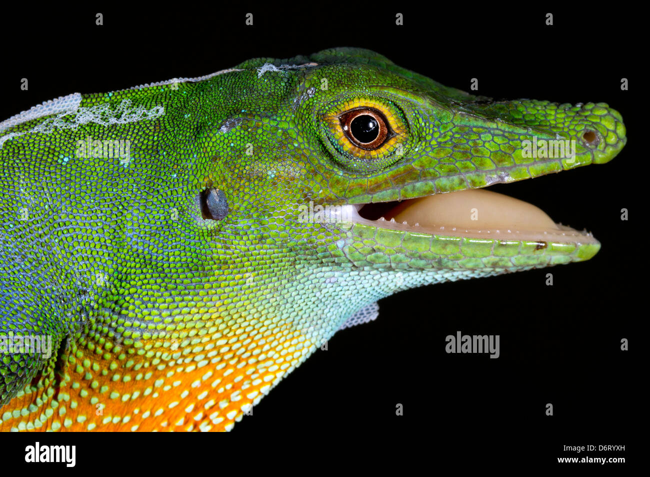 Gigante Anole maculato (Anolis punctata), Ecuador Foto Stock