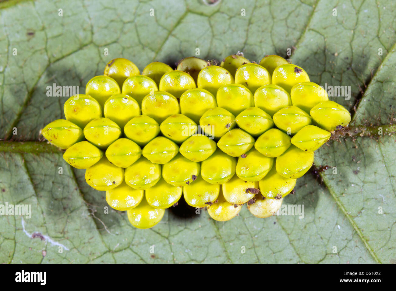 Frizione di uova di insetto sul lato inferiore di una foglia in Amazzonia ecuadoriana. Foto Stock