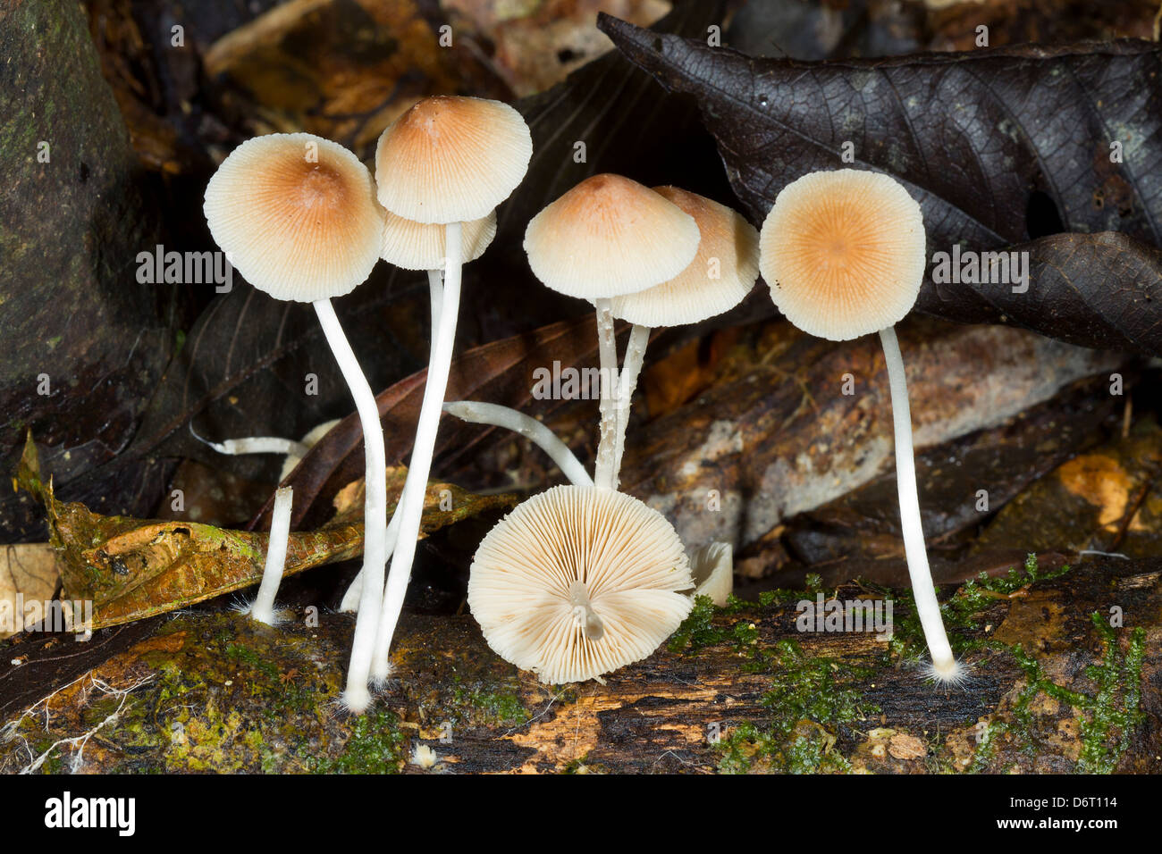 Gruppo di toadstools sul suolo della foresta pluviale, Ecuador Foto Stock