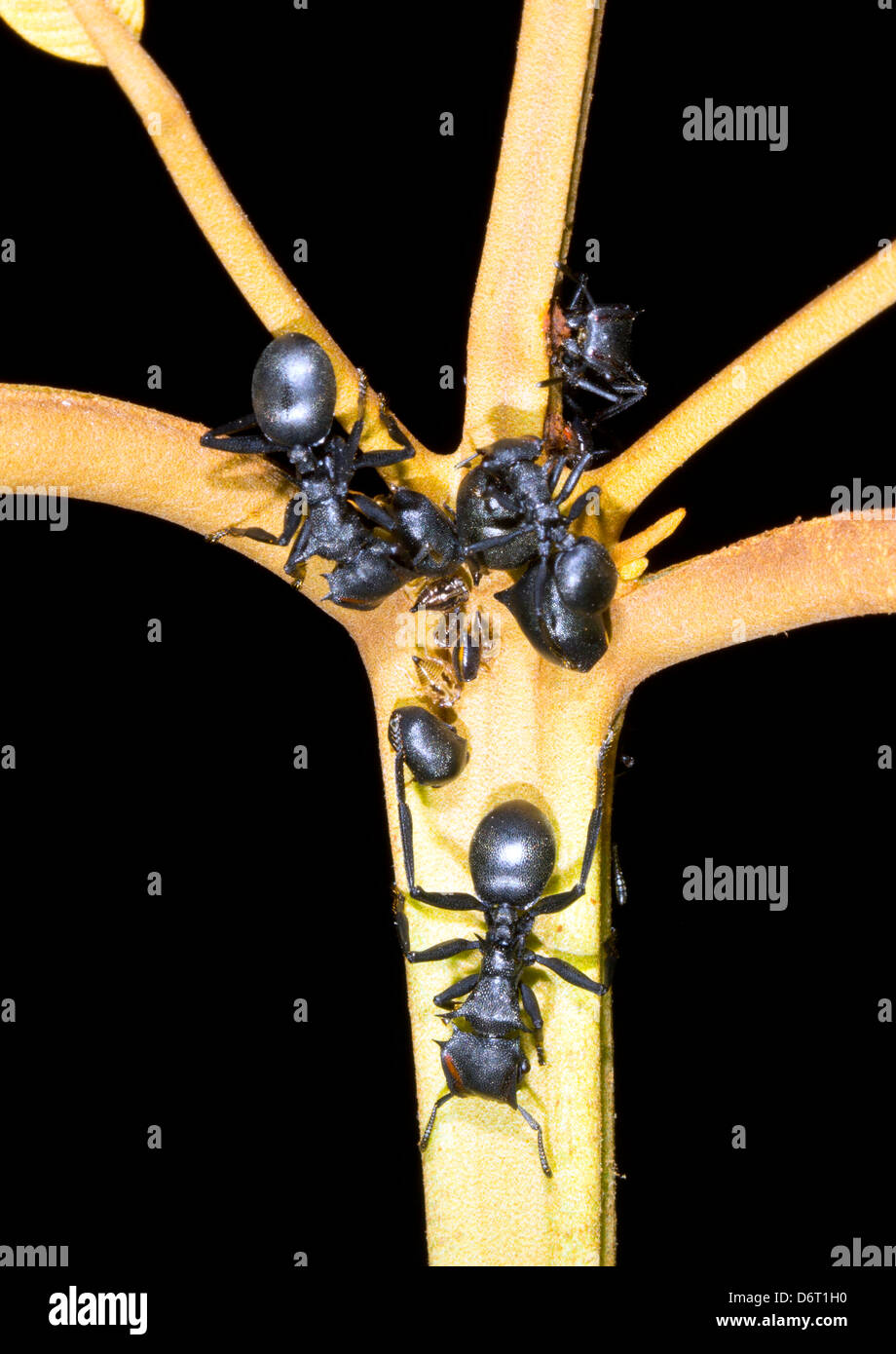 Turtle formiche (Cephalotes sp.) la raccolta della melata da foglia tramogge nel sottobosco della foresta pluviale, Ecuador Foto Stock