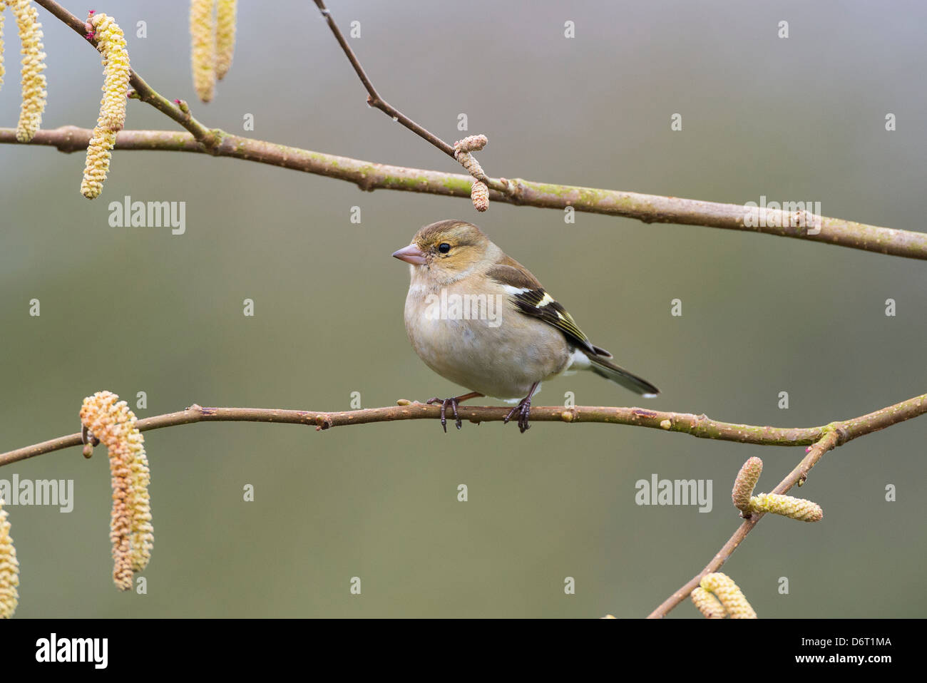 Fringuello, Fringilla coelebs, femmina appollaiato sul ramo di nocciolo. Foto Stock