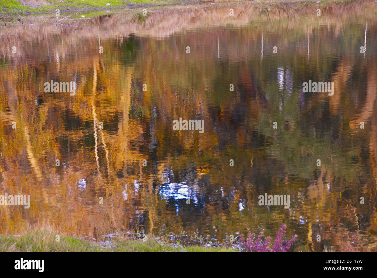 Riflessi d'acqua nella Eagans Creek Greenway, 300 ettari protetti sull'isola Amelia in Florida, Stati Uniti Foto Stock