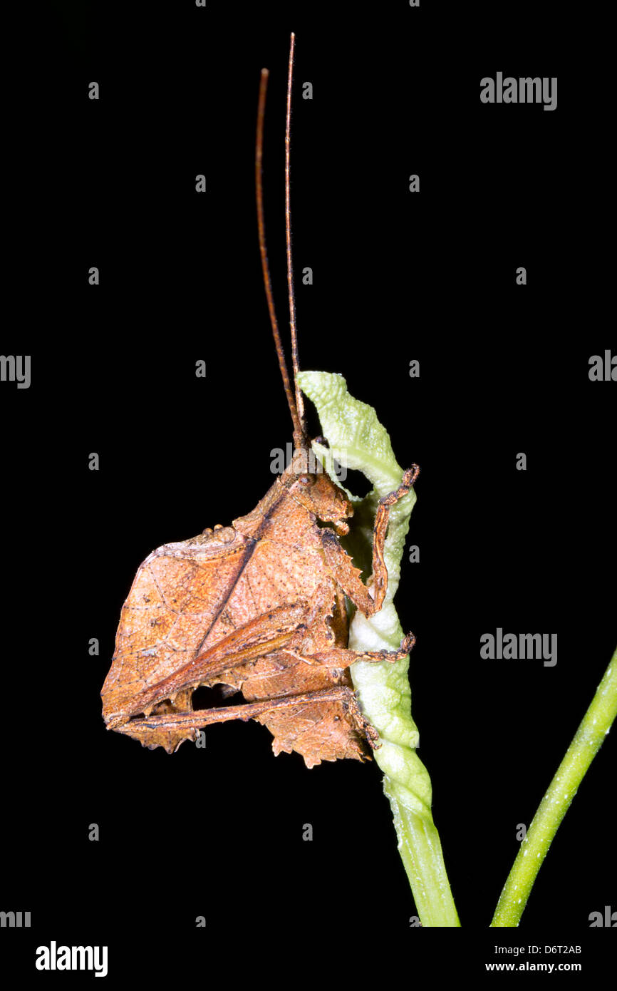 Una piccola foglia mimare katydid su un ramo nel sottobosco della foresta pluviale, Ecuador Foto Stock