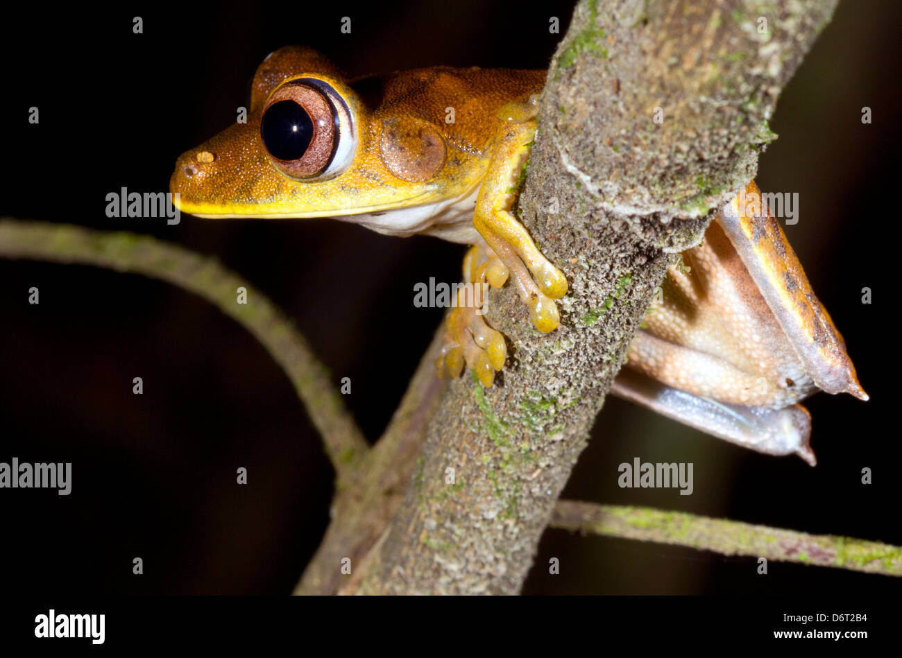 Mappa treefrog (Hypsiboas geographicus) su un ramo nella foresta pluviale, Ecuador Foto Stock