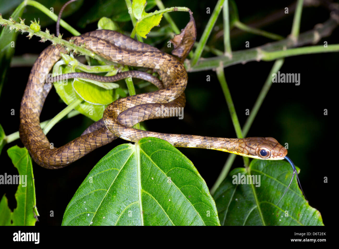 I capretti Whipsnake Oliva (Chironius fuscus) in Amazzonia ecuadoriana Foto Stock