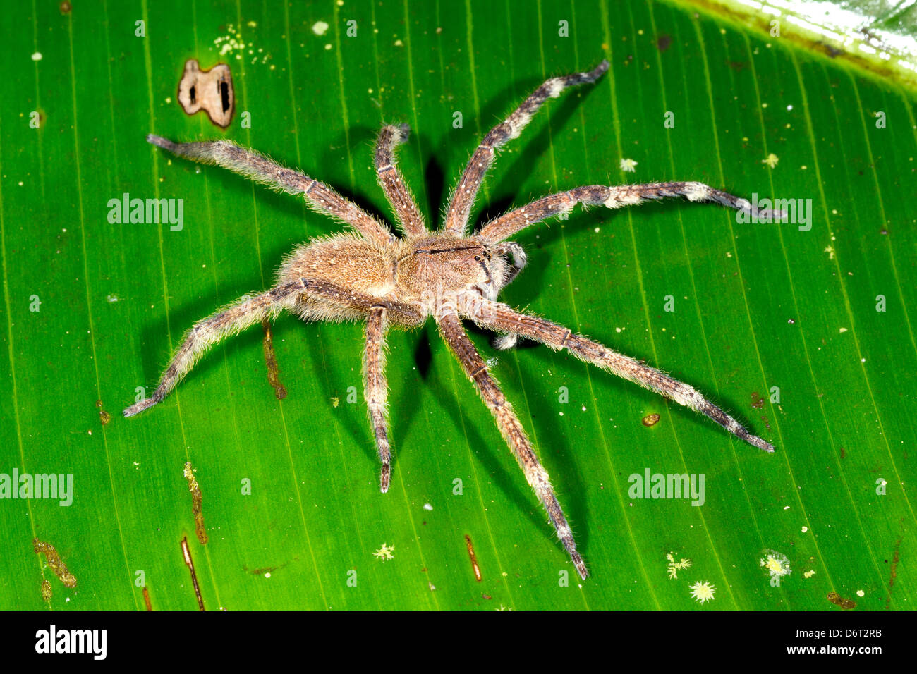 Vagabondaggio velenosi spider (Phoneutria fera) seduto su una foglia di heliconia nella foresta pluviale, Ecuador Foto Stock