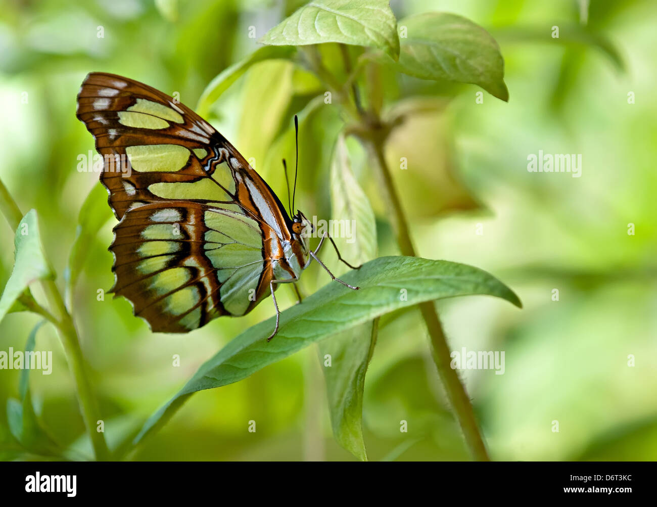 Malachite (Siproeta stelenes) farfalla appollaiato sulla lamina Foto Stock